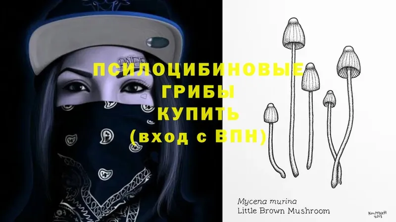 Галлюциногенные грибы Psilocybe Верхний Уфалей